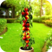 Саженцы Нектарина колоновидного "Фантазия" > фото, описание
