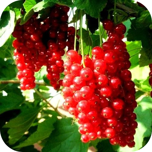 Саженцы красной смородины "Рондом" > описание, цена